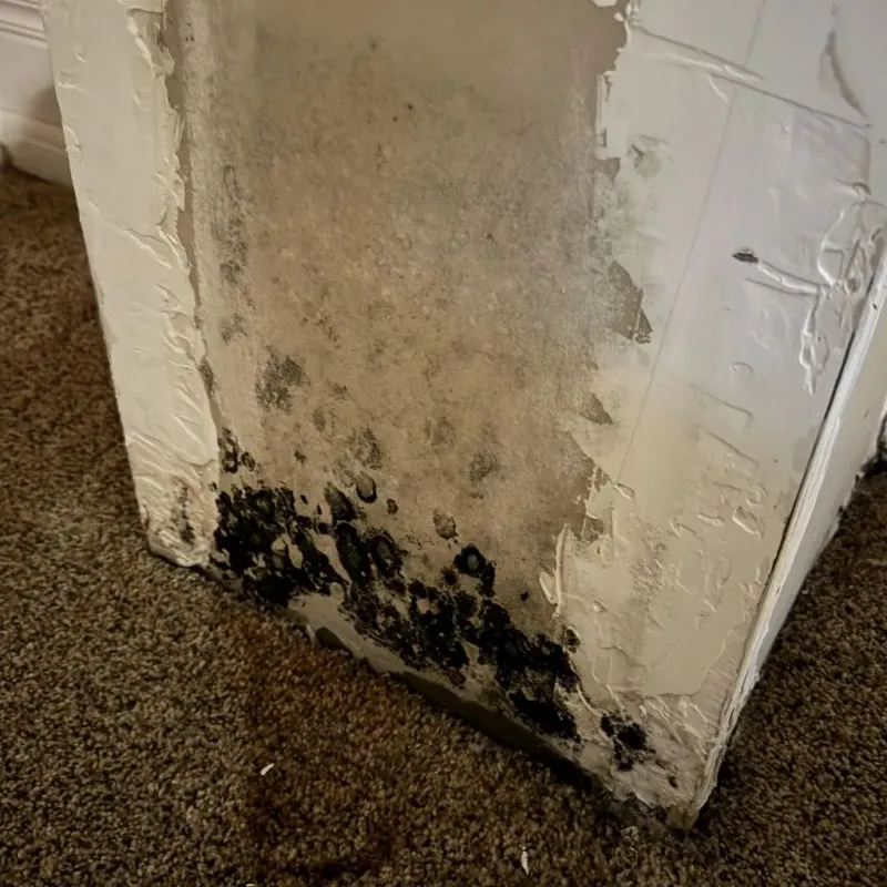 Professional Mold Removal in Plymouth, NC